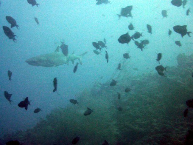 Beneath the surface Shark attacks
