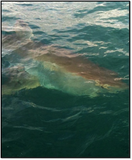 Ethan O'Brien shark attack